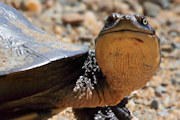 Eastern Snake-necked Turtle (Chelodina longicollis)